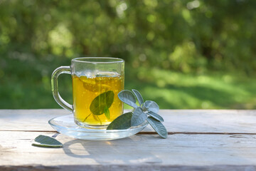 Herbal tea from sage leaves in a glass mug on a wooden garden table, healthy hot drink and home remedy for coughs, sore throat, cold and flu, green background, copy space