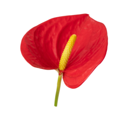 Red flower in the shape of a heart. Red anthurium flower isolated on white.