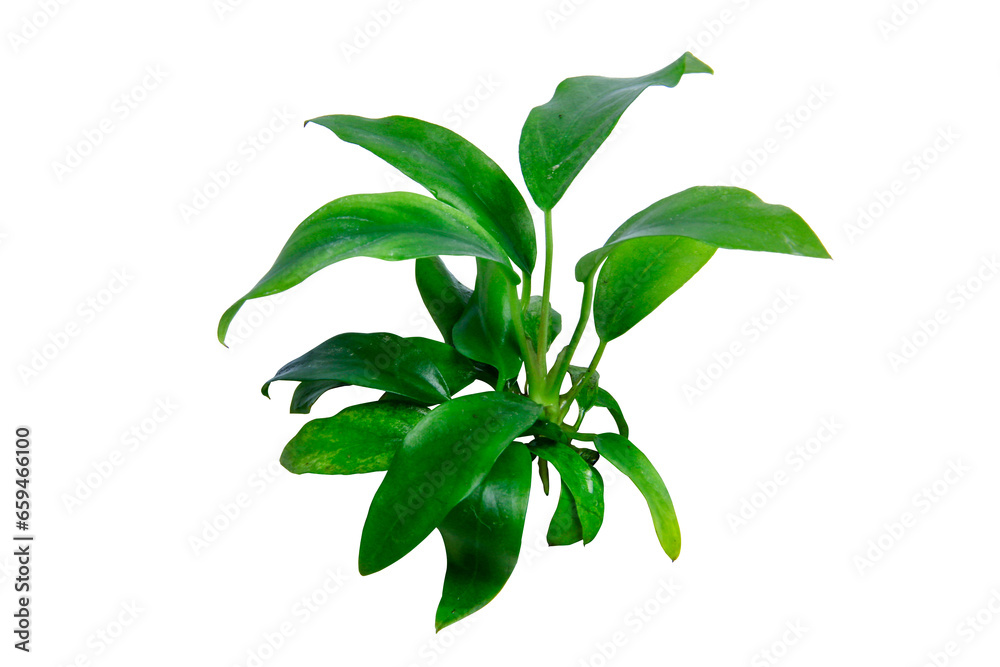 Wall mural Green leaves Anubias minima popular aquarium plants isolated on transparent background. PNG transparency