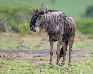 Wildebeest, Masai Mara, Kenya