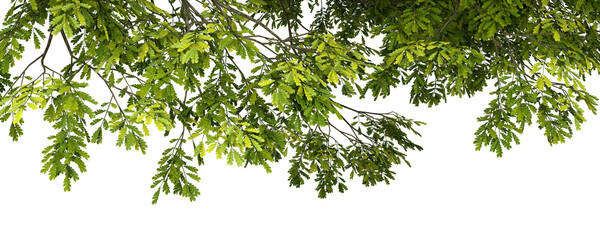 Greenery tree leaves branches growth composition 3d rendering png