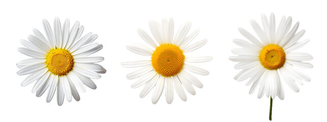 Daisy flower on transparent PNG background, isolated on white background, Generative Ai