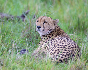 Cheetah, Masai Mara, Kenya