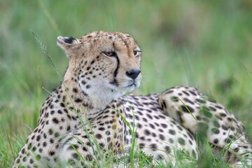 Naklejka na ściany i meble Cheetah, Masai Mara, Kenya
