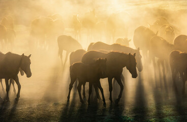 Obraz na płótnie Canvas The dust kicked up by hundreds of wild horses in arid lands witnessed interesting scenes.