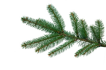 Fir tree branch iisolated on white 