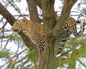 Leopard in a tree, Masai Mara, Kenya