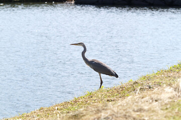 篠山城跡　内堀で見かけたアオサギ　9月