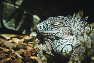 Portrait d'un magnifique iguane vert dans un vivarium