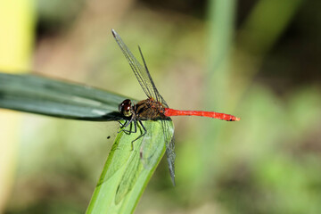 アキアカネ　9月下旬
