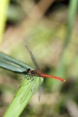 アキアカネ　9月下旬
