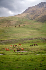 herd of horses and cows grazing on the meadow in a kyrgyz mountain pasture