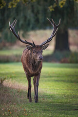 Old male red deer with impressive antlers