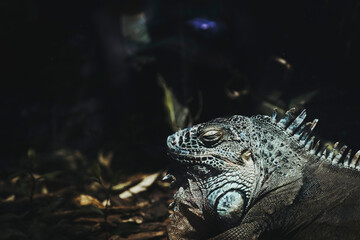 Portrait d'un magnifique iguane vert dans un vivarium