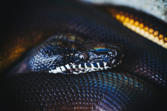Portrait close-up d'un python à lèvres blanches ou bothrochilus albertisii