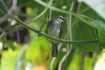 The Yellow-vented Bulbul (Pycnonotus goiavier), also known simply as the Yellow-vented Bulbul, is a species of passerine bird that belongs to the family Pycnonotidae. |白眉黄臀鹎