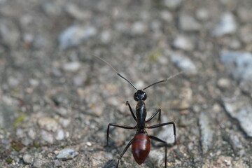Dinomyrmex gigas, commonly known as the Giant Gliding Ant, is a remarkable species of large...