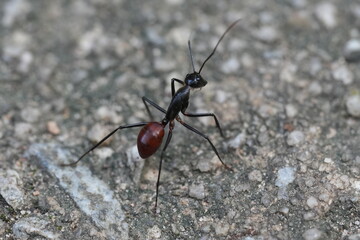 Dinomyrmex gigas, commonly known as the Giant Gliding Ant, is a remarkable species of large predatory ant native to the rainforests of Southeast Asia. |巨型森林螞蟻