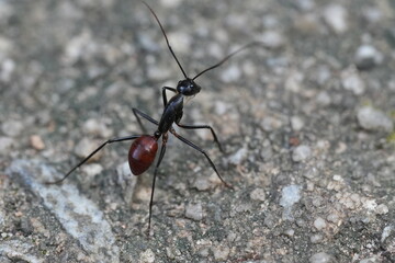 Dinomyrmex gigas, commonly known as the Giant Gliding Ant, is a remarkable species of large predatory ant native to the rainforests of Southeast Asia. |巨型森林螞蟻