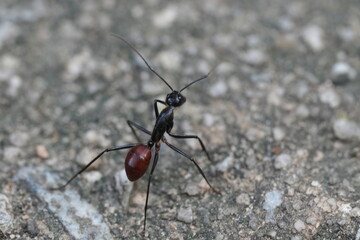 Dinomyrmex gigas, commonly known as the Giant Gliding Ant, is a remarkable species of large...
