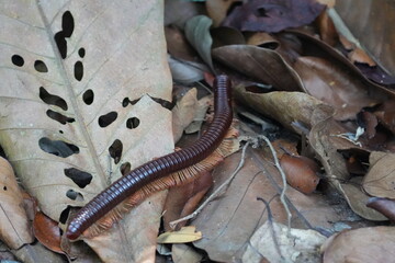 Sechelleptus seychellarum, commonly known as the Seychelles Giant Millipede, is a species of...