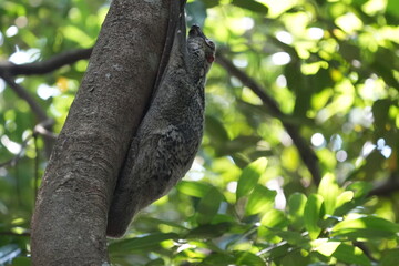 Colugos, also known as flying lemurs (although they are not lemurs and cannot truly fly), are a unique and interesting group of mammals found in Southeast Asia. |鼯猴