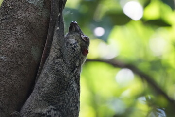 ジャワシカ（Rusa timorensis）またはスンダシャンバールは、インドネシアのジャワ、バリ、ティモール諸島に分布する。それは、インドのチタルと似た生息地に占められています。 (Jawashika (Rusa timorensis), matawa Sunda shanbāru wa, Indoneshia no Jawa, Bari, Timōru-shotō ni bunpu suru.