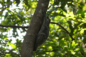 ジャワシカ（Rusa timorensis）またはスンダシャンバールは、インドネシアのジャワ、バリ、ティモール諸島に分布する。それは、インドのチタルと似た生息地に占められています。 (Jawashika (Rusa timorensis), matawa Sunda shanbāru wa, Indoneshia no Jawa, Bari, Timōru-shotō ni bunpu suru.