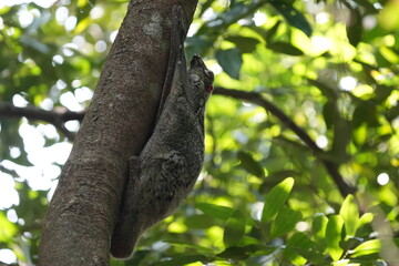 Colugos, also known as flying lemurs (although they are not lemurs and cannot truly fly), are a unique and interesting group of mammals found in Southeast Asia. |鼯猴