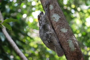 Colugos, also known as flying lemurs (although they are not lemurs and cannot truly fly), are a unique and interesting group of mammals found in Southeast Asia. |鼯猴