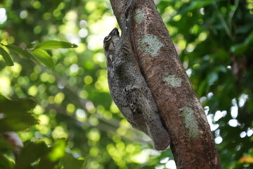 Colugos, also known as flying lemurs (although they are not lemurs and cannot truly fly), are a unique and interesting group of mammals found in Southeast Asia. |鼯猴