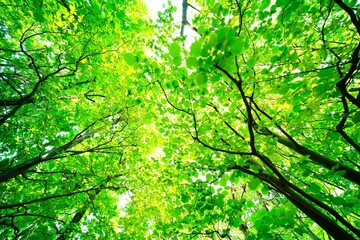 緑の木々