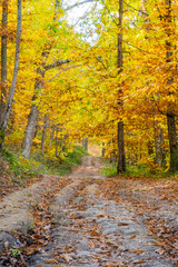 A dirt road in the middle of a spectacular chestnut forest with its golden colored leaves