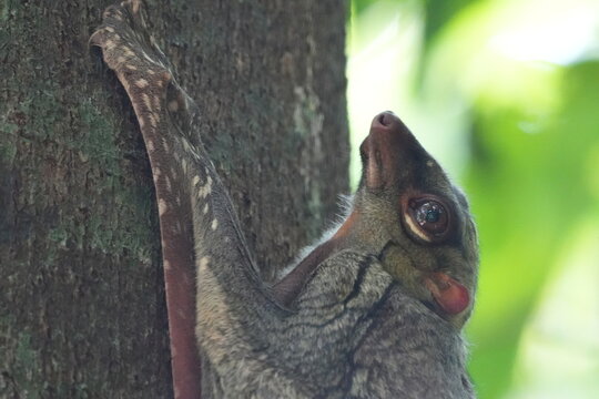 Colugos, also known as flying lemurs (although they are not lemurs and cannot truly fly), are a unique and interesting group of mammals found in Southeast Asia. |鼯猴