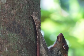 Colugos, also known as flying lemurs (although they are not lemurs and cannot truly fly), are a unique and interesting group of mammals found in Southeast Asia. |鼯猴