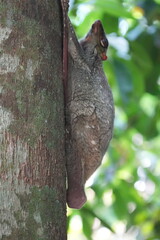 Colugos, also known as flying lemurs (although they are not lemurs and cannot truly fly), are a unique and interesting group of mammals found in Southeast Asia. |鼯猴
