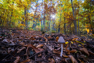 Inky cap,coprinus, agaricaceae, mushroom growing on a forest floor