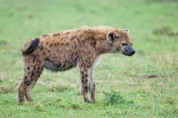 Foto auf Acrylglas Spotted Hyena, Masai Mara, Kenya © David McGowen