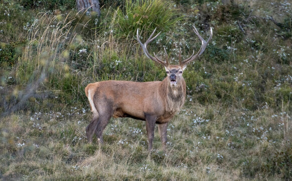 Wild european wild deer stag (Cervus elaphus) bellowing in an alpine meadow at dusk during mating season, Alps mountains, Italy. Animals in the wild.