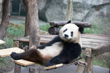 Giant Panda is relaxing on the swaying bridge, Chongqing, China