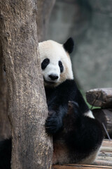 Fototapeta premium Cute Panda hide herself behind the tree, Chongqing, China