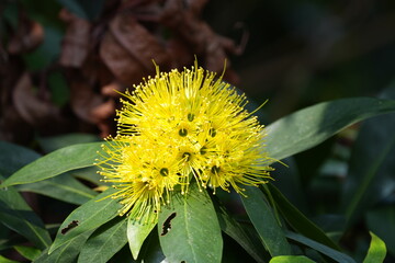 Xanthostemon is a genus of flowering plants belonging to the family Myrtaceae. These plants are primarily native to regions in Southeast Asia, |金蒲桃