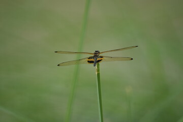  Rhyothemis phyllis, commonly known as the Yellow-barred Flutterer, is a species of dragonfly found in various parts of Southeast Asia. |臀斑丽翅蜻