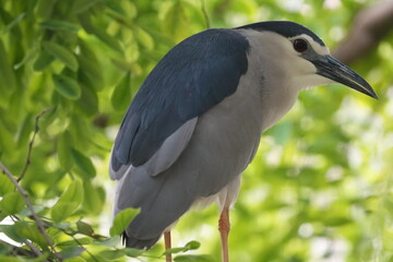 The Black-crowned Night Heron (Nycticorax nycticorax) is a medium-sized heron species known for its striking appearance and primarily nocturnal habits.|夜鷺