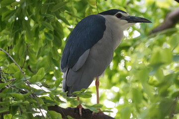 The Black-crowned Night Heron (Nycticorax nycticorax) is
The Black-crowned Night Heron (Nycticorax ny a medium-sized heron species known for its striking appearance and primarily nocturnal habits.|夜鷺