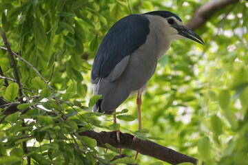 The Black-crowned Night Heron (Nycticorax nycticorax) is a medium-sized heron species known for its striking appearance and primarily nocturnal habits.|夜鷺