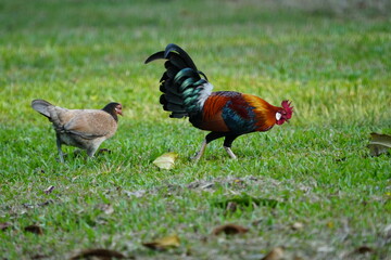 Naklejka na ściany i meble rooster and hen family on the grass| pretty rooster | Red Junglefowl | Gallus gallus | 红原鸡