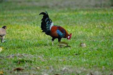 rooster and hen family on the grass|
pretty rooster | Red Junglefowl | Gallus gallus | 红原鸡