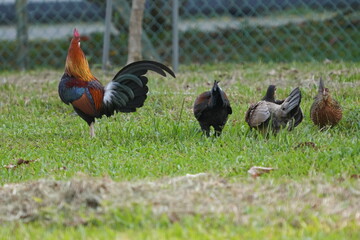 rooster and hen family on the grass|
pretty rooster | Red Junglefowl | Gallus gallus | 红原鸡