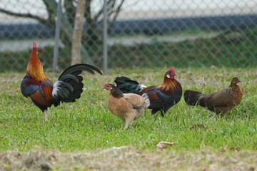 rooster and hen family on the grass|
pretty rooster | Red Junglefowl | Gallus gallus | 红原鸡
